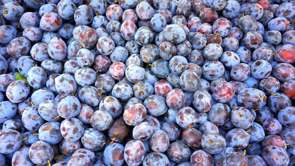 Many, beautiful, colorful, ripe plums, on the harvest