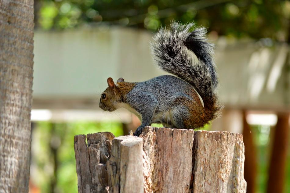 beautiful Squirrel Rodent