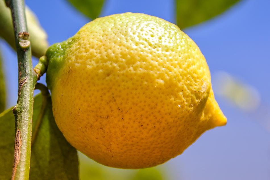 Lemon Citrus yellow