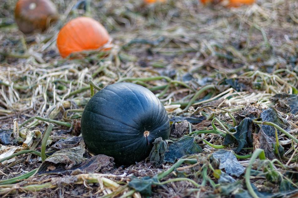 Pumpkin Vines at Autumn