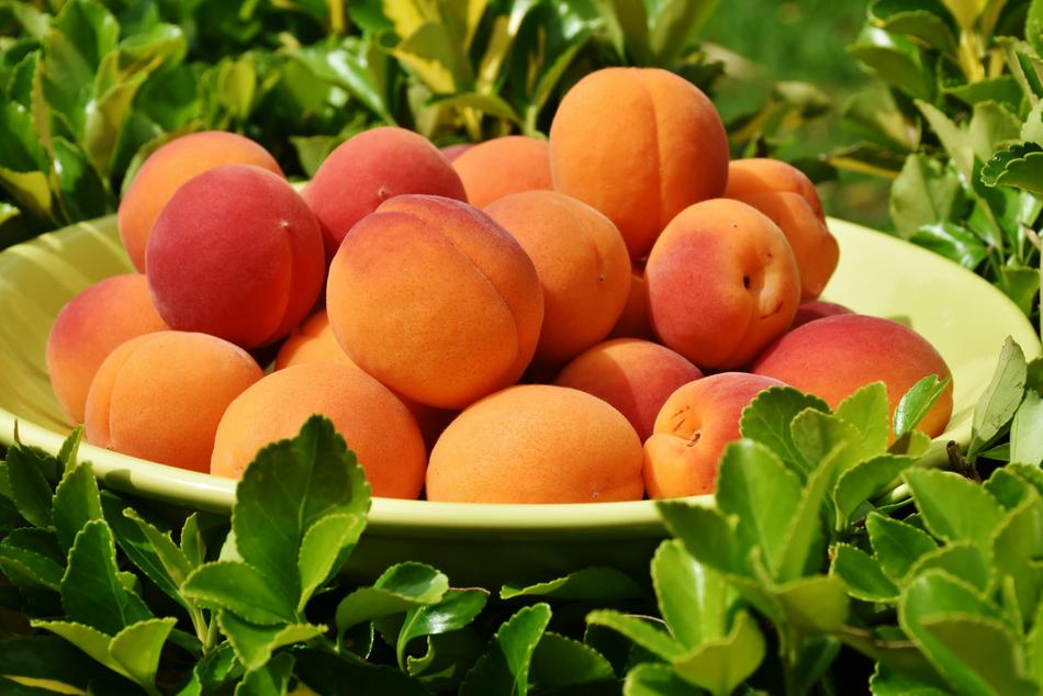 Bowl, with the beautiful and colorful, ripe apricots, in sunlight, among the green plants