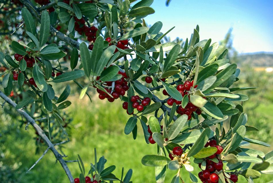 beautiful Buffaloberries In Wyoming