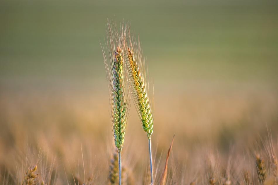 Nature Grain