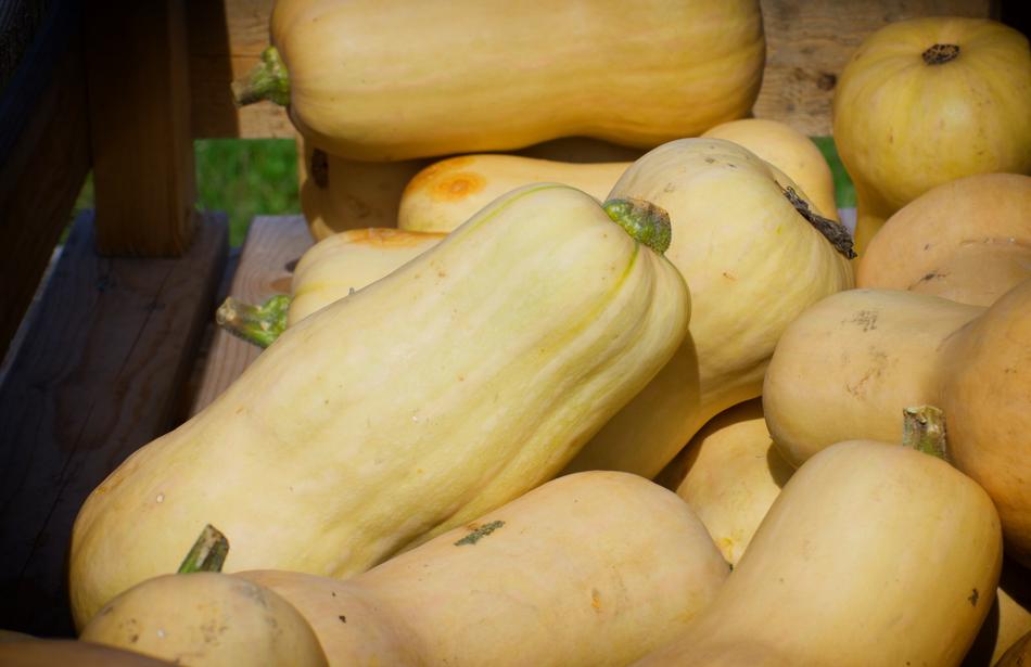 Pumpkins Autumn white