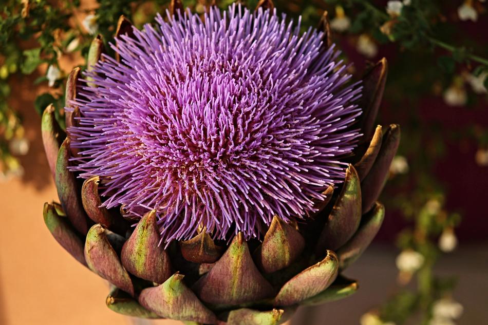 Artichoke Cynara Cardunculus