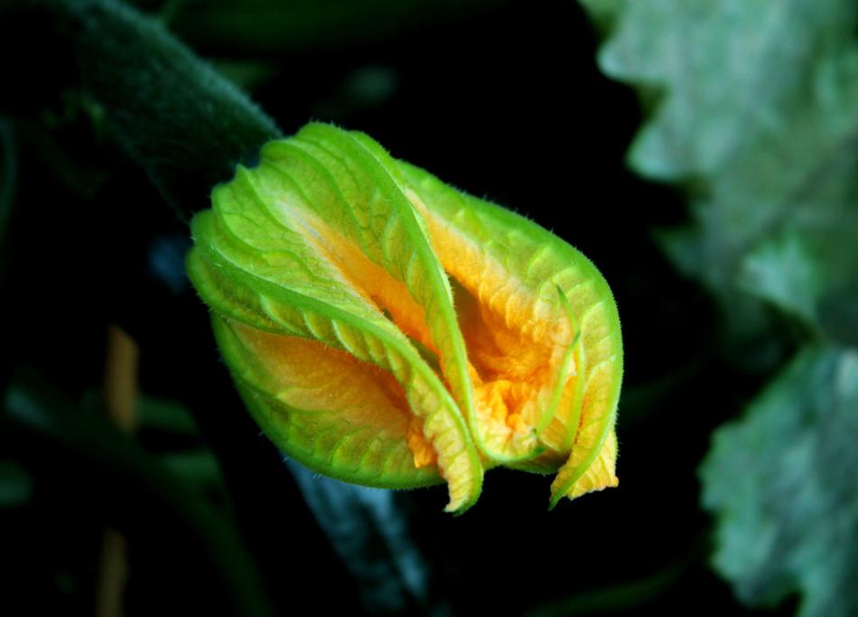 Orange Nascent