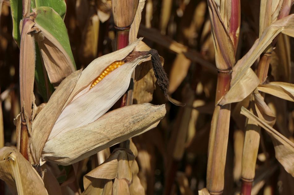 dry Corn On The Cob