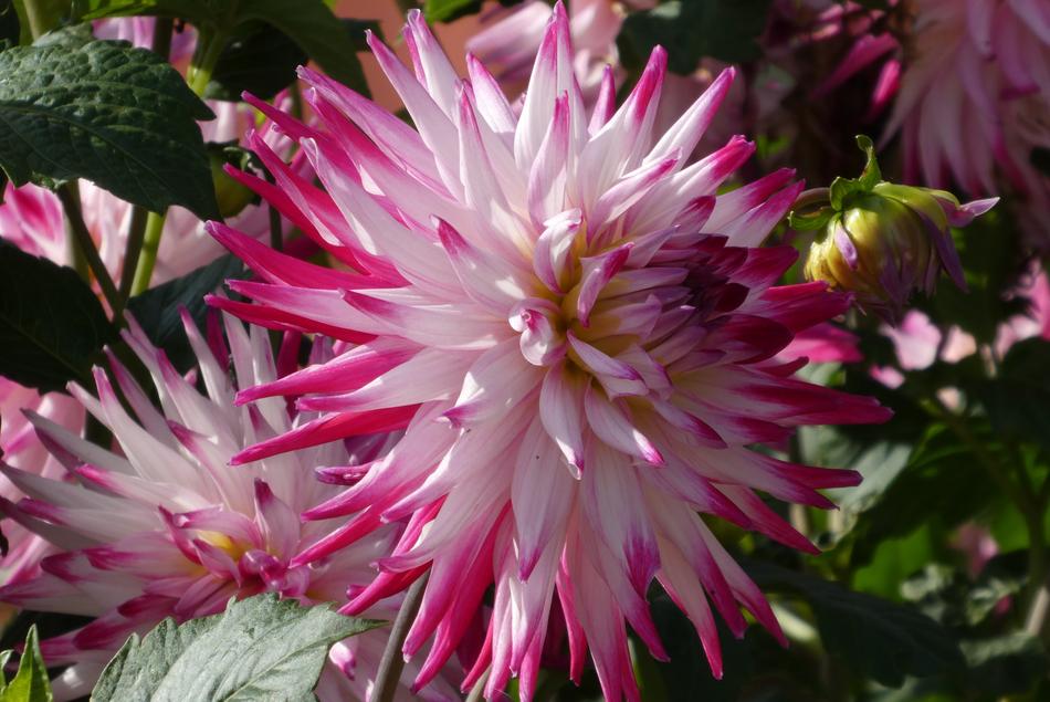 closeup picture of the white and pink beautiful Flower in a Garden