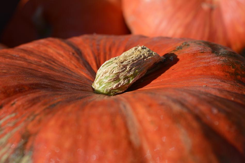 top of red Pumpkin close up