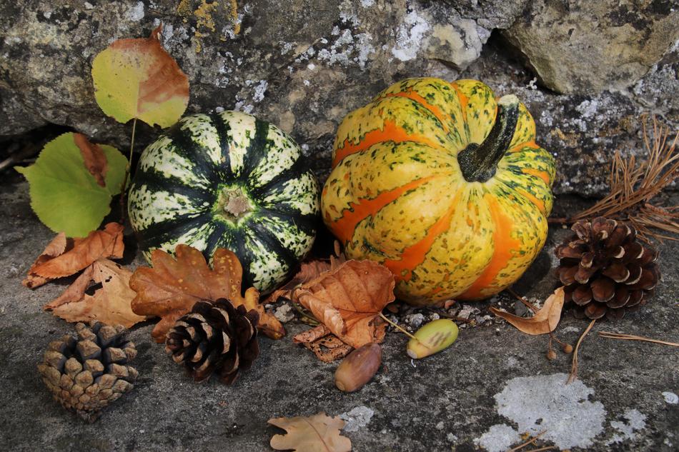 pumpkins, fall foliage and cones
