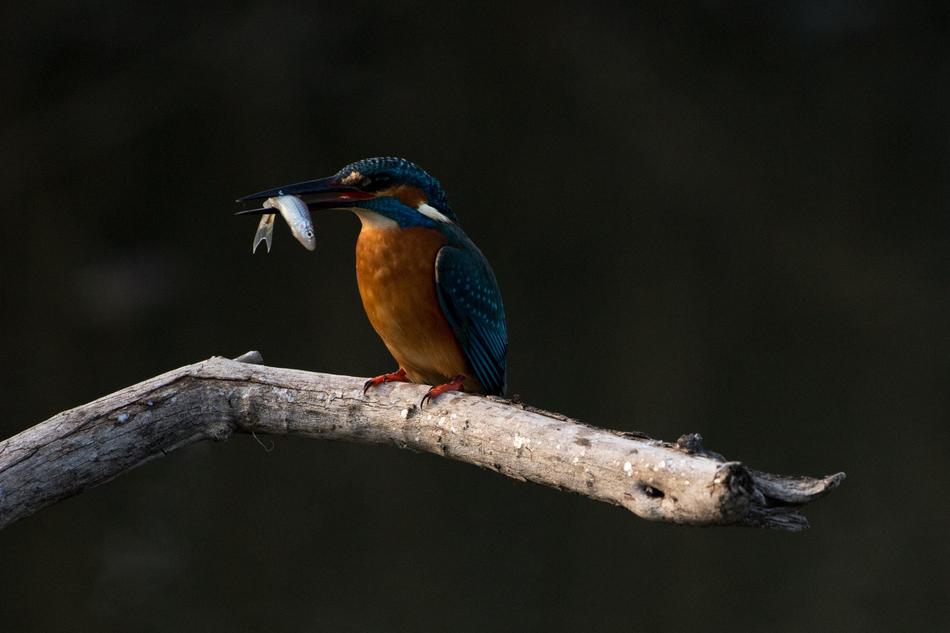 Kingfisher with catch