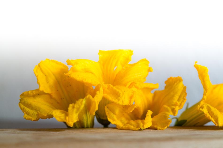 yellow Flowers of Pumpkin on wooden board