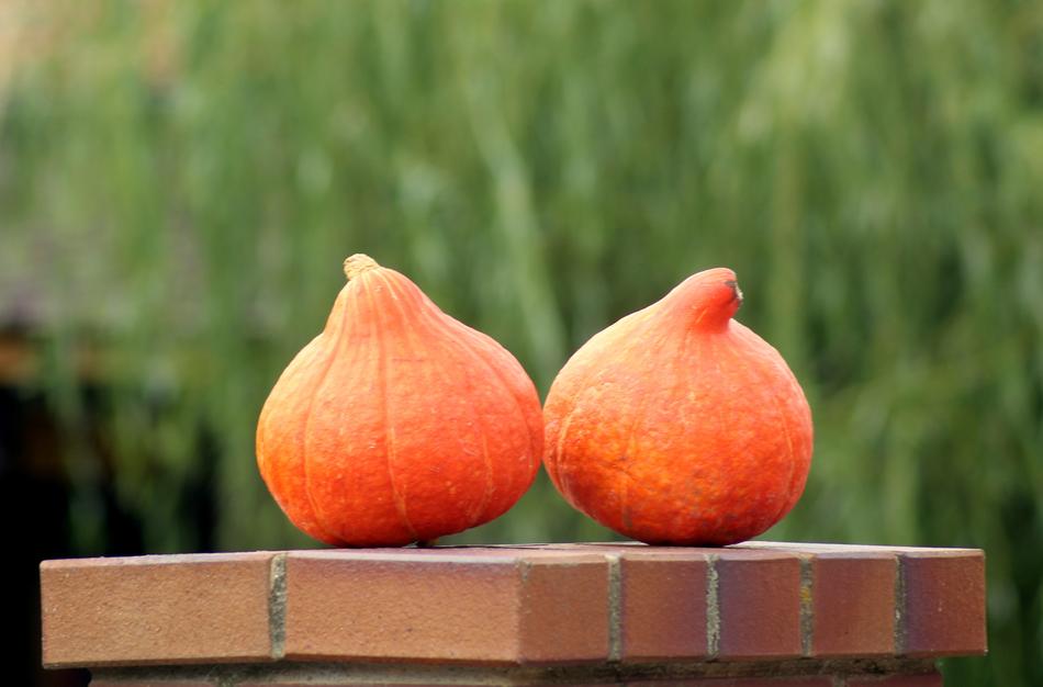 two small red Pumpkins at greenery