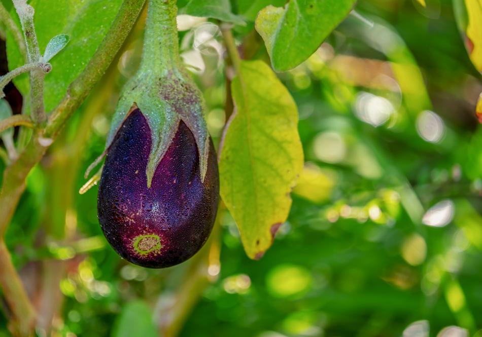 Eggplant Solanum Melongena on a blurred background