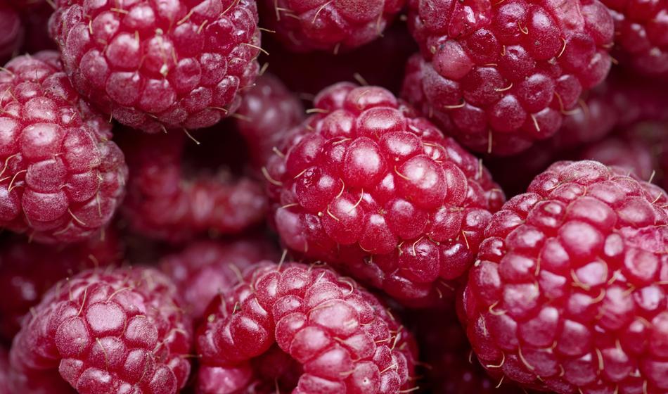 Background Berry