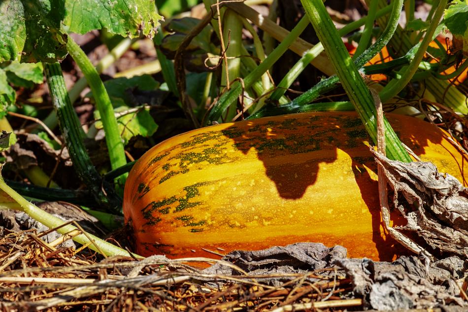 yellow pumpkin in the garden on a sunny day