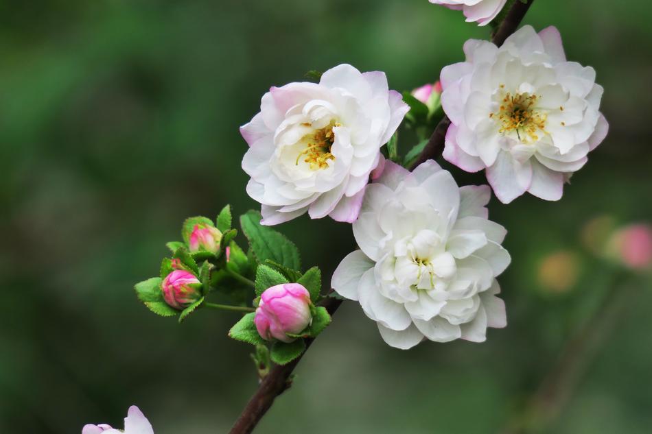 Tree Nature white