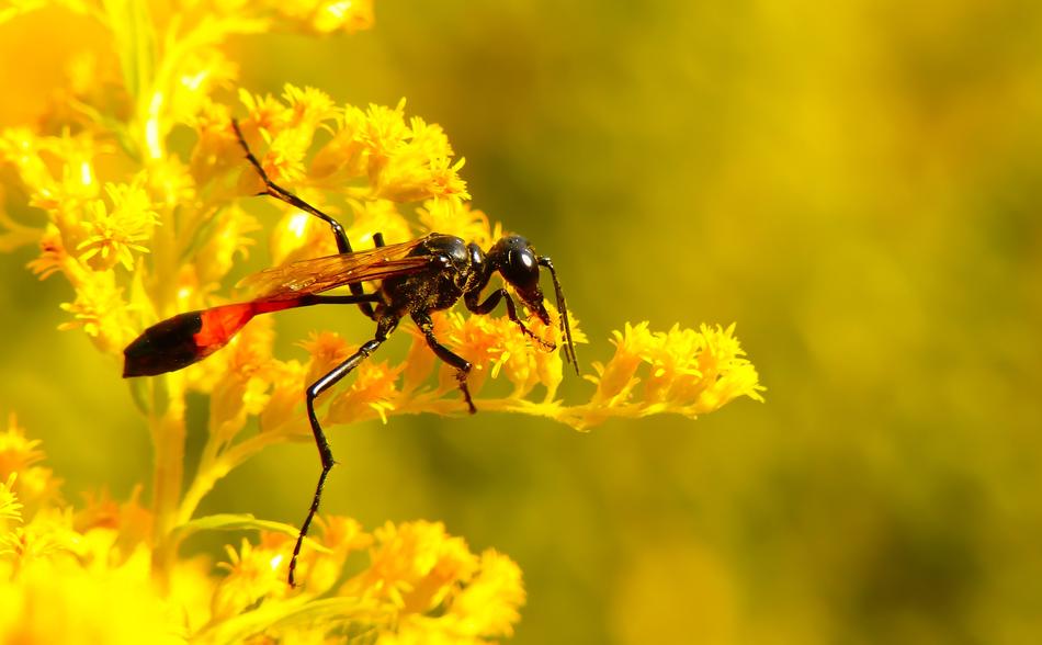 Błonkówka Insect
