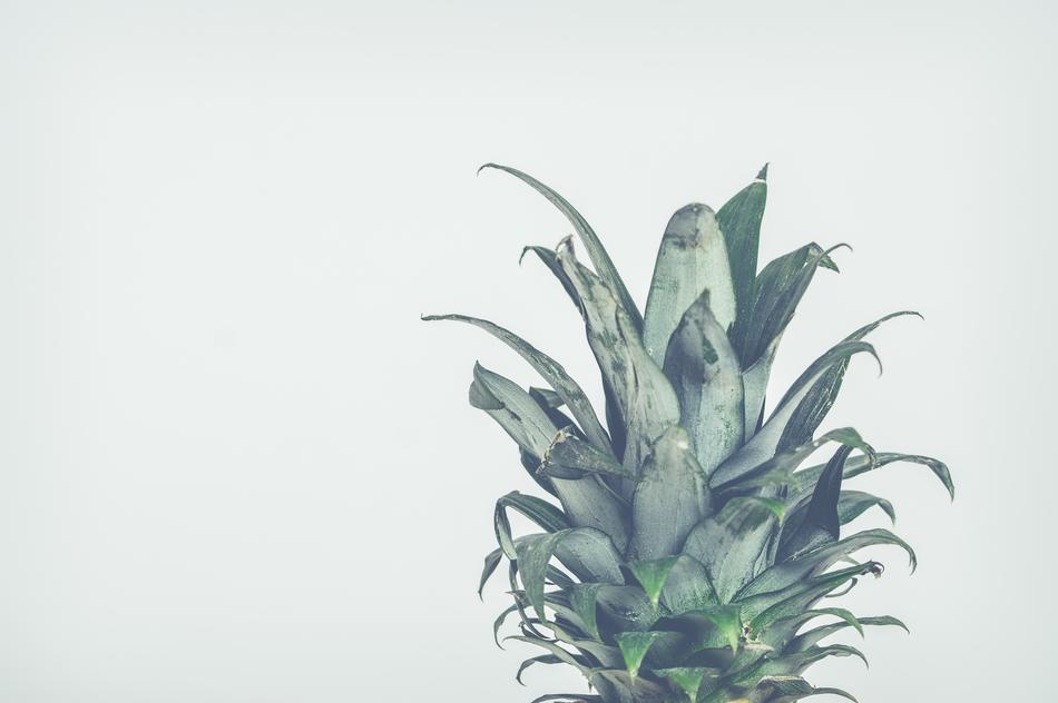 Green top of the pineapple plant