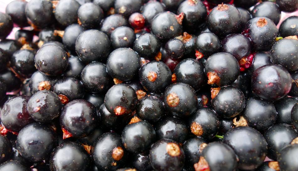 A lot of the beautiful black currant berries