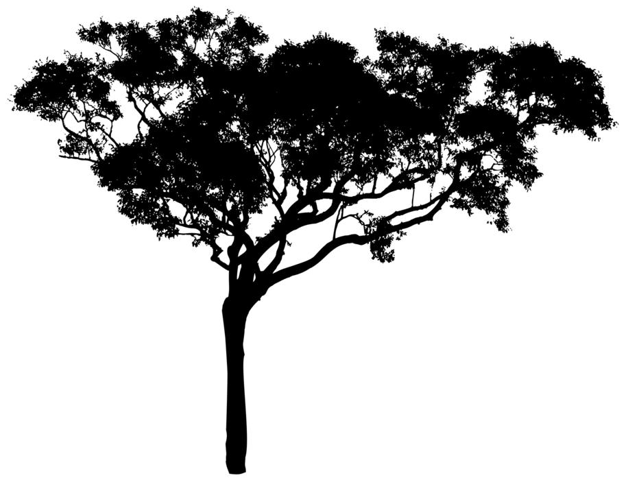 Black silhouette of the beautiful tree, at white background, on clipart