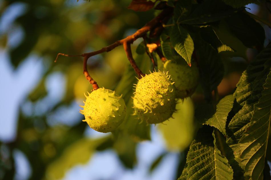 Horse Chestnut Plant