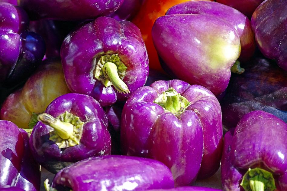 Close-up of the beautiful, purple farm fresh bell peppers in Madison, Wisconsin, USA