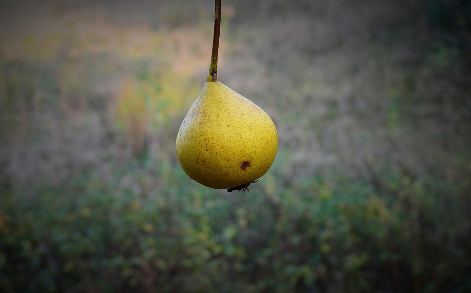Close-up of the beautiful and colorful, ripe pear, among the colorful plants