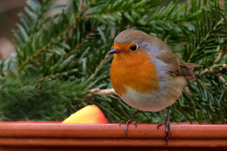nice Robin Bird