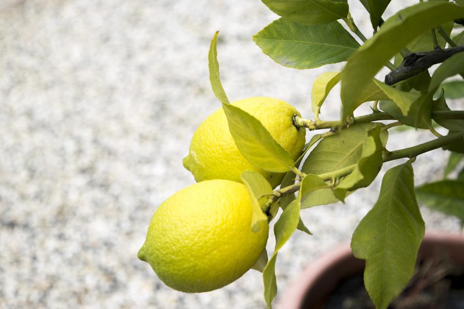 Lemons Nature