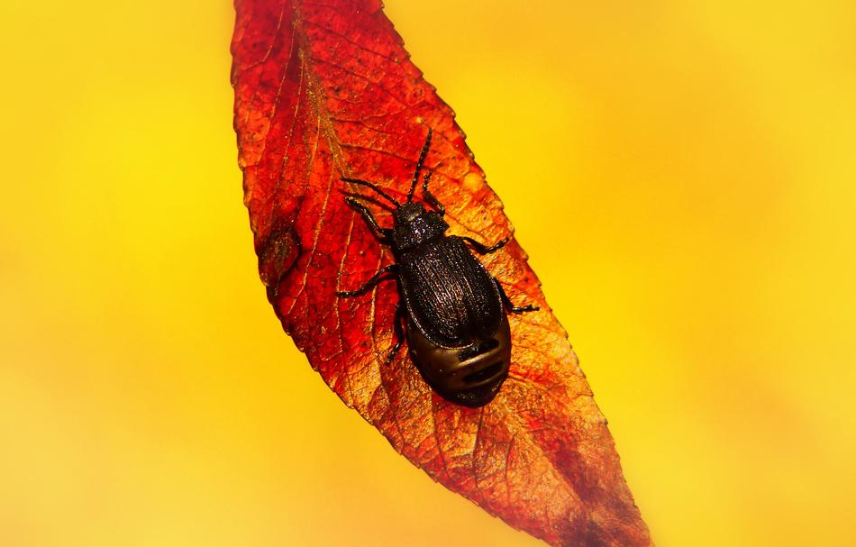 beetle on a red autumn leaf on a yellow background