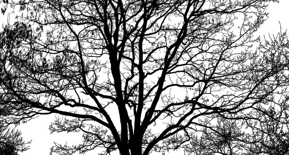 dark branches of a large tree against the sky