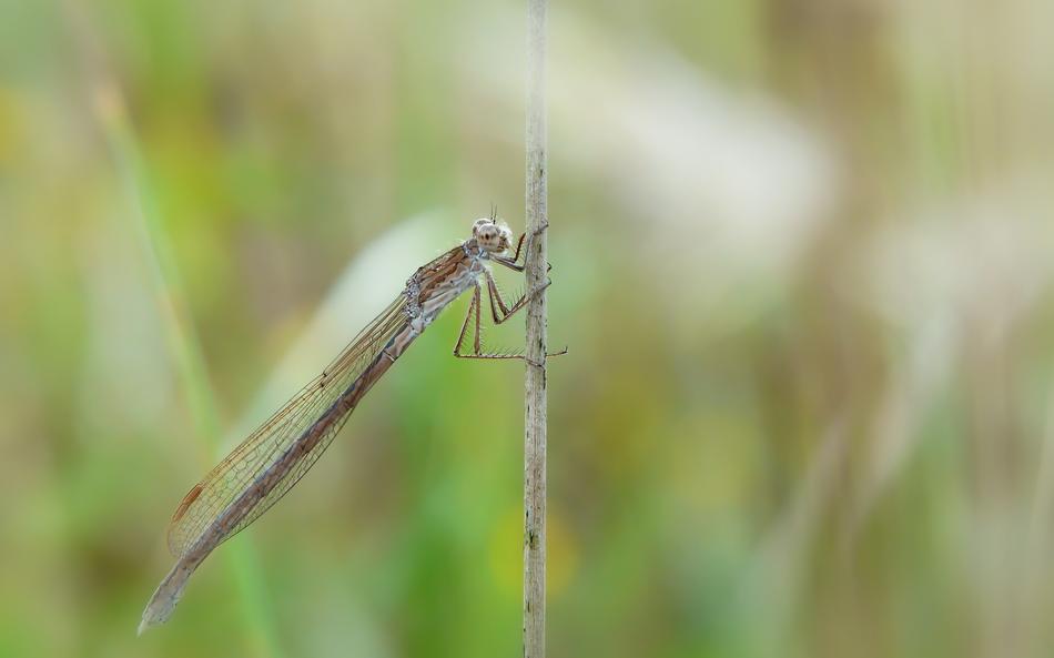 ZimÃ³wka Rudawa Insect
