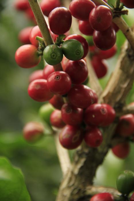 appetizing Coffee berry
