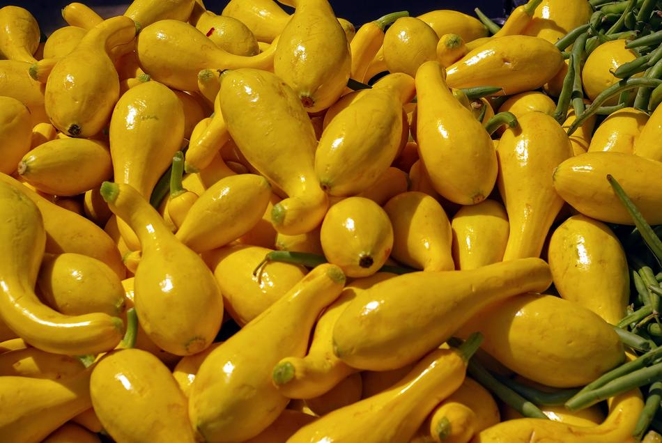 Yellow Squashes under the light