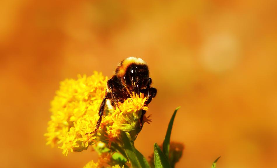 bumblebee in closeup
