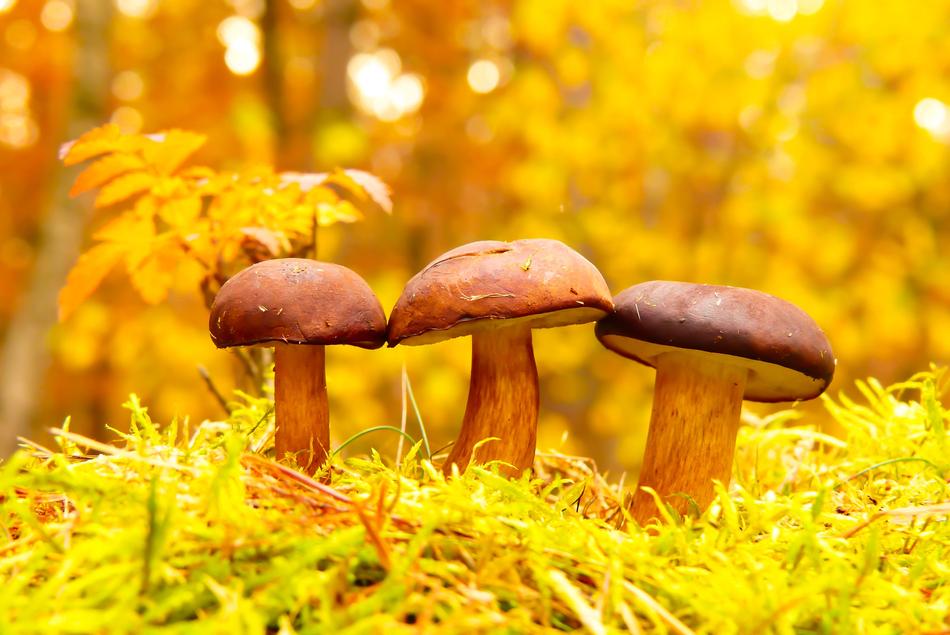 Mushrooms Family forest