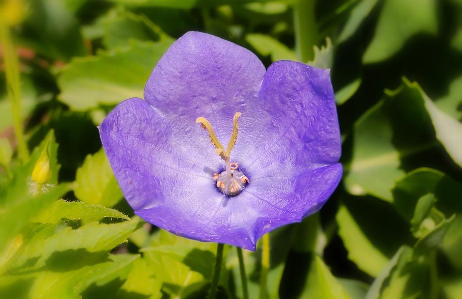 Flower Violet Posts