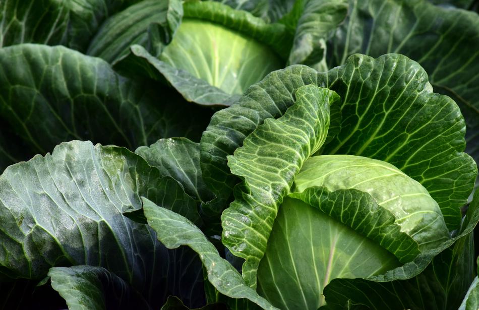 harvest of white cabbage in the garden in the fall
