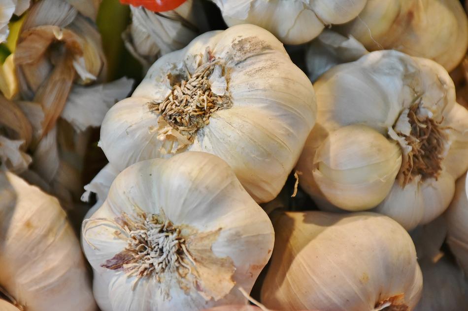 white garlic crop