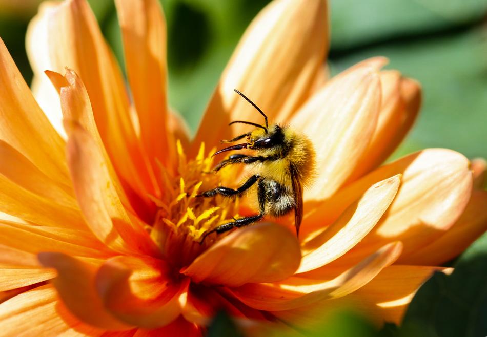 excellent Flower and Animal