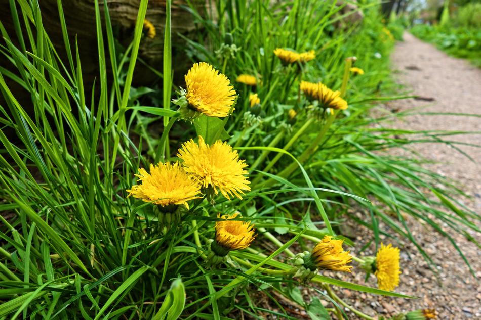 summer yellow dandelions grow along the road
