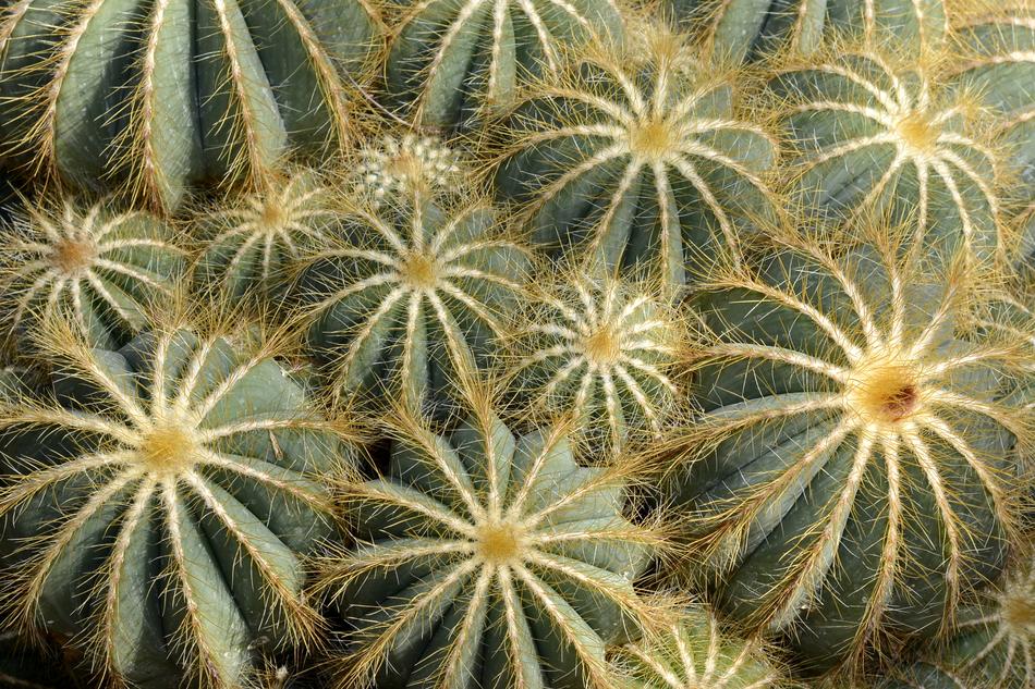 Cacti, top view, Parodia Magnifica