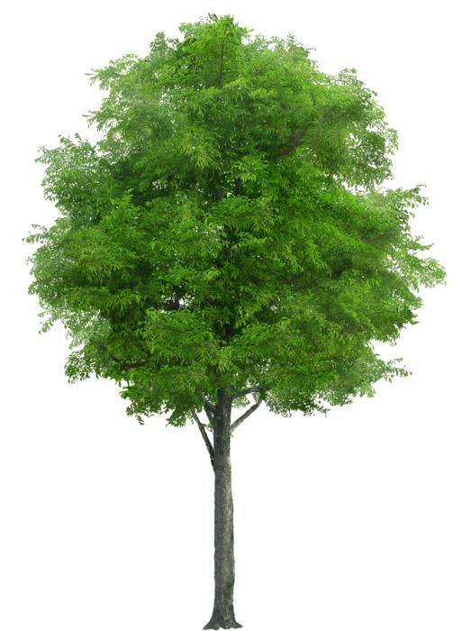 Tree one green on white background