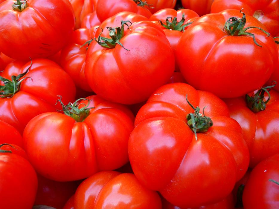 harvest of large red tomatoes