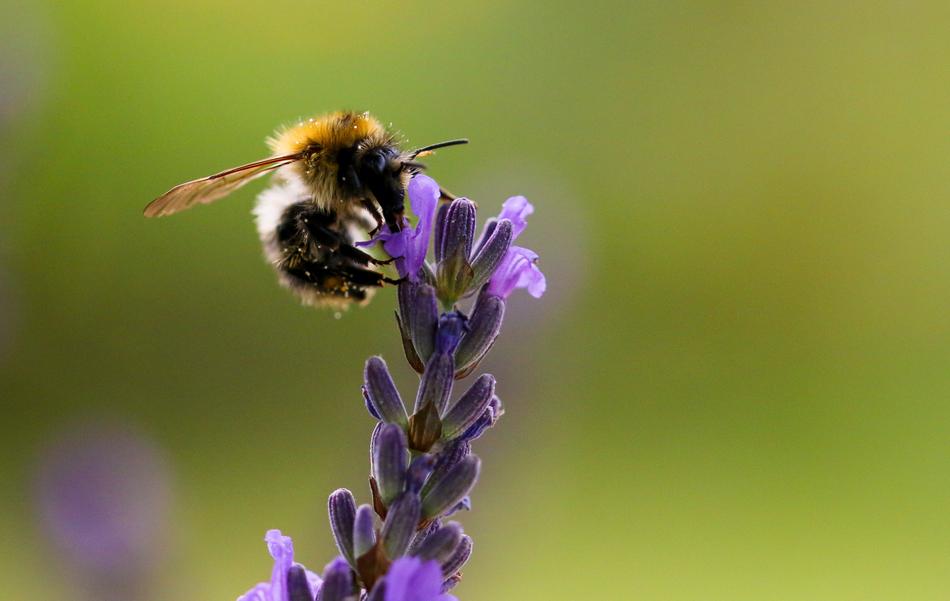 World Flower and bee
