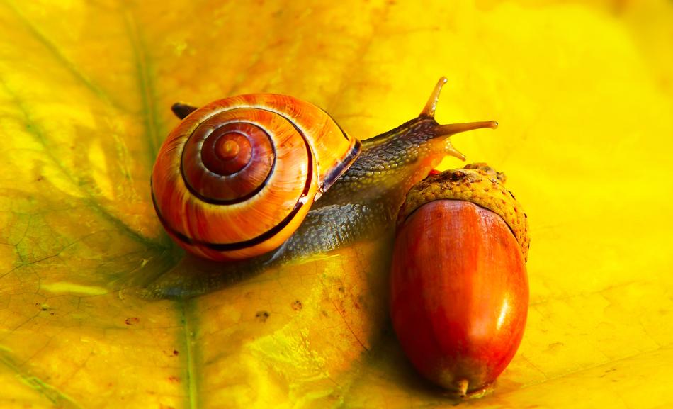 Molluscum and nut