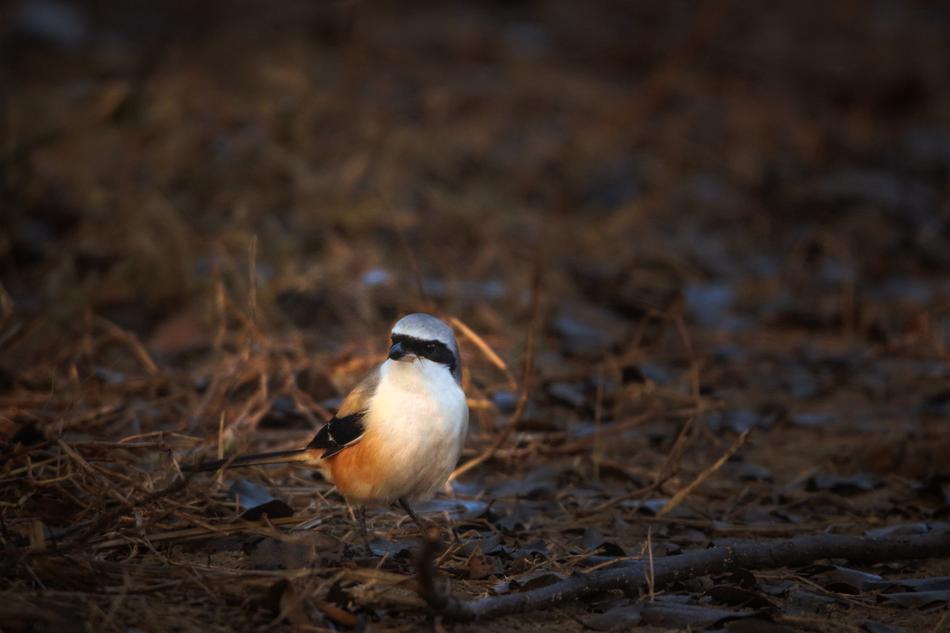 Beautiful colorful Hummingbird on the ground