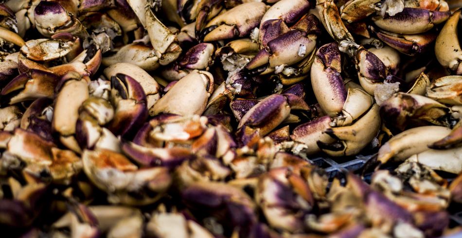 fresh Shell Fish