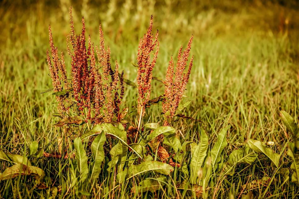 flowering sorrel on the field